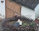 Capi_Dubne_20250505_153503.jpg