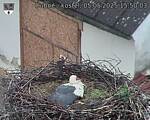 Capi_Dubne_20250505_155003.jpg