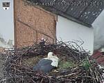 Capi_Dubne_20250505_162003.jpg