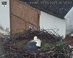 Capi_Dubne_20250505_165003.jpg