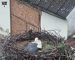 Capi_Dubne_20250505_170003.jpg