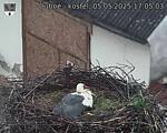 Capi_Dubne_20250505_170503.jpg