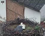 Capi_Dubne_20250505_171003.jpg