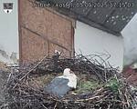 Capi_Dubne_20250505_171503.jpg