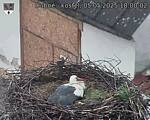 Capi_Dubne_20250505_180002.jpg