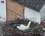 Capi_Dubne_20250505_182502.jpg