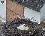 Capi_Dubne_20250505_183004.jpg