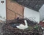 Capi_Dubne_20250505_184002.jpg