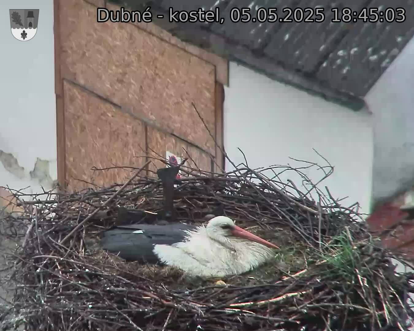 Capi_Dubne_20250505_184503.jpg (1350 x 1080)