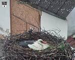 Capi_Dubne_20250505_184503.jpg