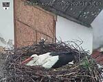 Capi_Dubne_20250505_185003.jpg