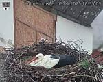 Capi_Dubne_20250505_185503.jpg