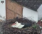 Capi_Dubne_20250505_192003.jpg