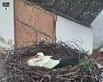 Capi_Dubne_20250505_193002.jpg