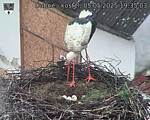 Capi_Dubne_20250505_193503.jpg