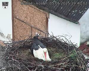 Capi_Dubne_20250505_194002.jpg (1350 x 1080)
