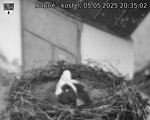 Capi_Dubne_20250505_203502.jpg
