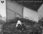 Capi_Dubne_20250505_204003.jpg