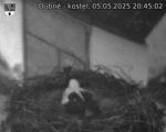 Capi_Dubne_20250505_204502.jpg