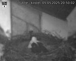 Capi_Dubne_20250505_205002.jpg