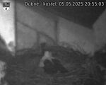 Capi_Dubne_20250505_205503.jpg