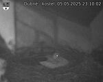 Capi_Dubne_20250505_231002.jpg