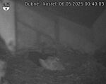 Capi_Dubne_20250506_004003.jpg