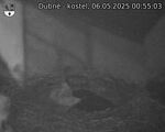 Capi_Dubne_20250506_005503.jpg