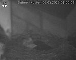 Capi_Dubne_20250506_010002.jpg