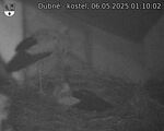 Capi_Dubne_20250506_011002.jpg