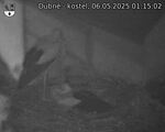 Capi_Dubne_20250506_011502.jpg
