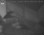 Capi_Dubne_20250506_012002.jpg