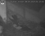 Capi_Dubne_20250506_012502.jpg