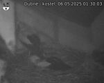 Capi_Dubne_20250506_013003.jpg