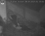 Capi_Dubne_20250506_013502.jpg