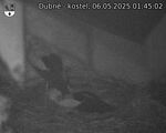 Capi_Dubne_20250506_014502.jpg