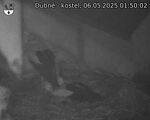 Capi_Dubne_20250506_015002.jpg
