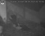 Capi_Dubne_20250506_015502.jpg