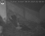 Capi_Dubne_20250506_020003.jpg