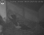 Capi_Dubne_20250506_021002.jpg