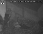 Capi_Dubne_20250506_022502.jpg
