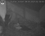 Capi_Dubne_20250506_023003.jpg