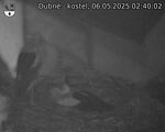 Capi_Dubne_20250506_024002.jpg