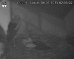 Capi_Dubne_20250506_025502.jpg