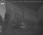 Capi_Dubne_20250506_030003.jpg