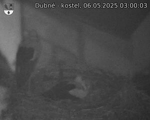 Capi_Dubne_20250506_030003.jpg (1350 x 1080)