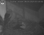 Capi_Dubne_20250506_031002.jpg