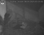 Capi_Dubne_20250506_031502.jpg