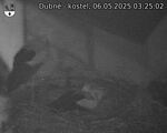 Capi_Dubne_20250506_032502.jpg