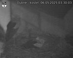 Capi_Dubne_20250506_033003.jpg